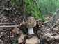 Óriás selyemgomba (Amanita ceciliae), Budai-hegység
